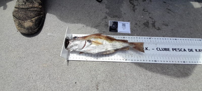 Fish Measure Picture